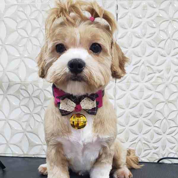 After Pet Plush Mobile Grooming