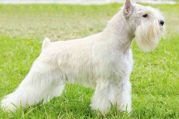 Dog Grooming-haircut