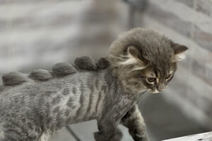 Cat Grooming – Cat Tick and Flea Treatment Cat Grooming - Cat Tick and Flea Treatment