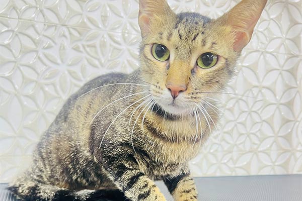 Cat Grooming – Full Adult Cat Grooming Cat Grooming - Full Adult Cat Grooming