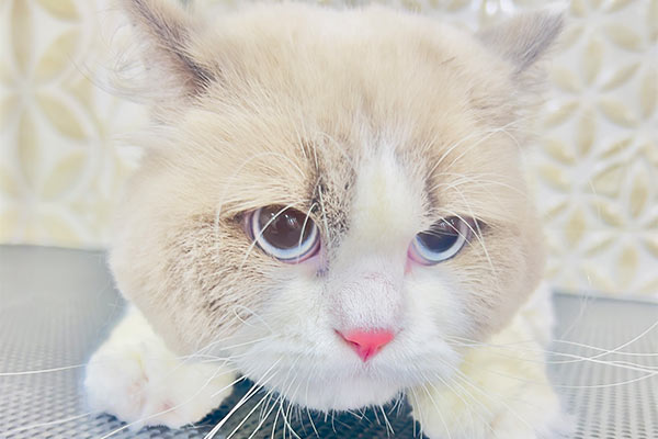 Cat Grooming – Kitten Grooming services Cat Grooming - Kitten Grooming services