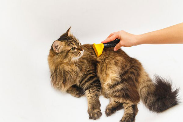 Cat Grooming - Brushing