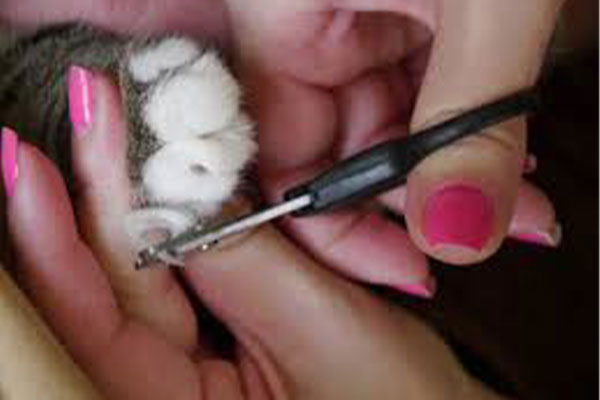 Cat Grooming - Nail Trimming