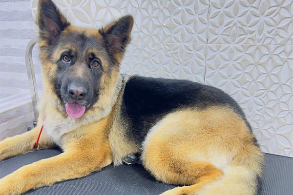 View of Large Dogs Breed Full Grooming Services – VIP Pets