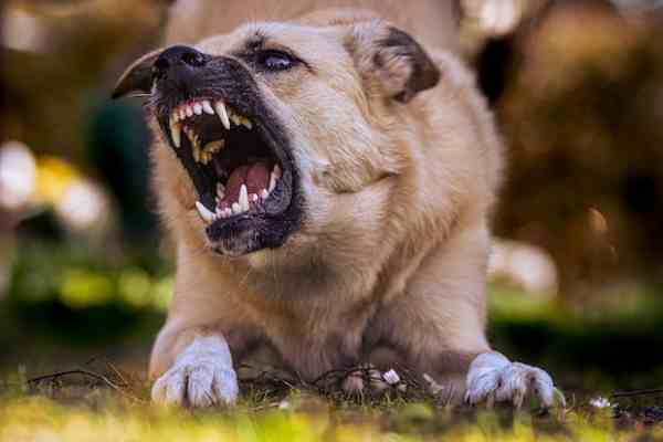 Dog Grooming-teeth cleaning