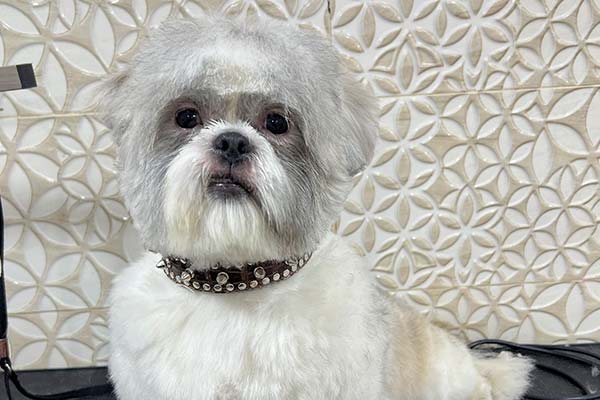 Dog Tick and Flea Control