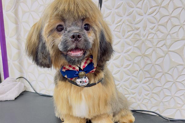 Full Small Breed Grooming