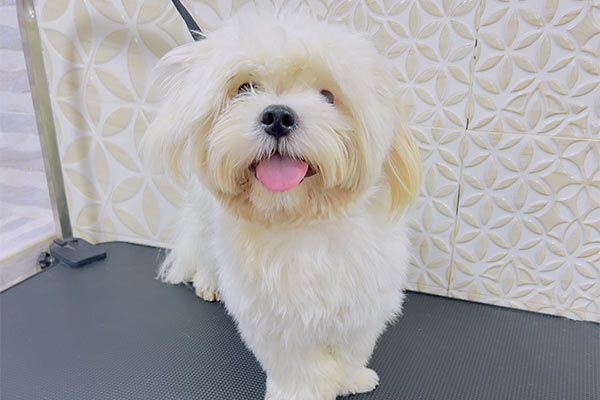 Puppy Grooming Services