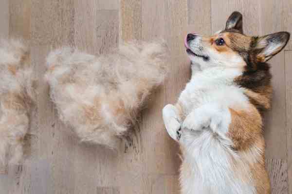 Dog Brushing and De-Shedding