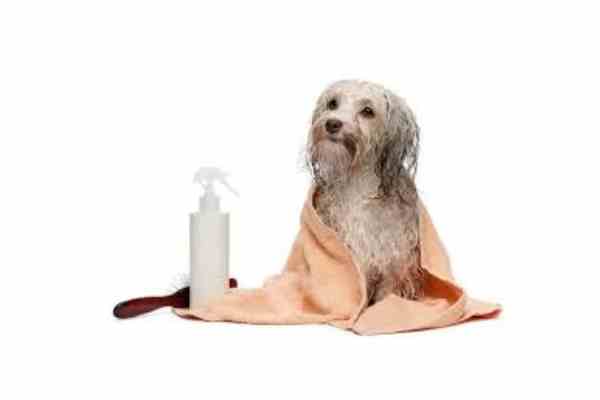 Dog Grooming-Dog Conditioning