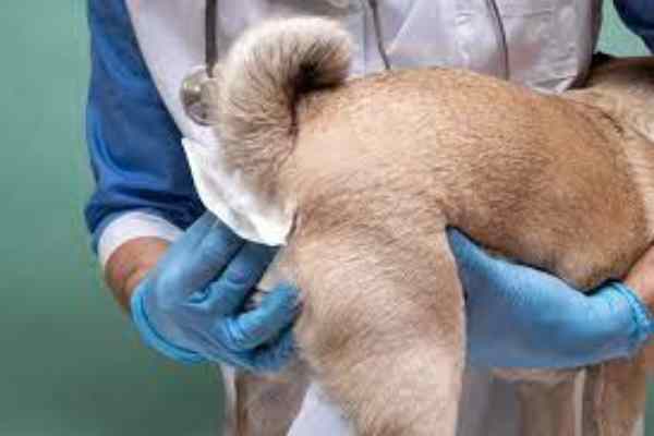 Dog Gland Expression