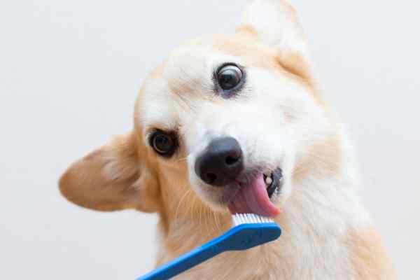 Dog Teeth Brushing