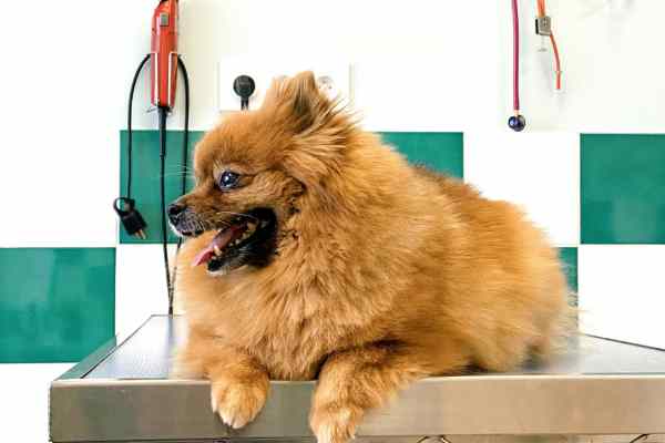 Dog Grooming Services - medium breed