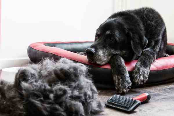 Dog Grooming- Brushing
