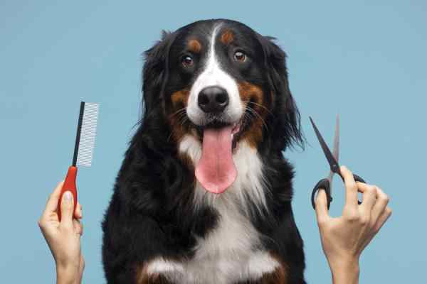 Dog Grooming - Haircut