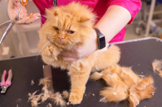 Full Kitten Grooming - Hair Trimming