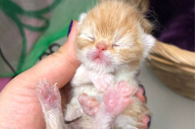 Full Kitten Grooming - Gentle Introduction