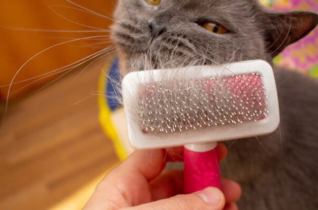 Full Kitten Grooming - Hair Brushing