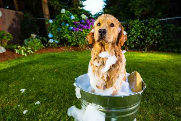 Large Breed Dog Bathing and Conditioning