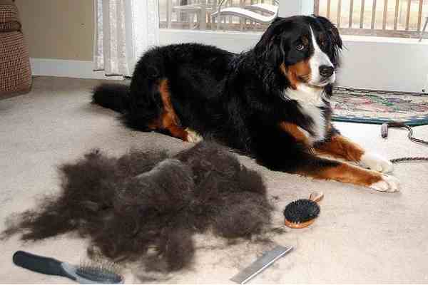 Large Breed Dog Brushing and De-shedding