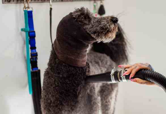 Large Breed Dog Haircut