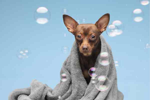 Luxurious Dog Wash & Bath