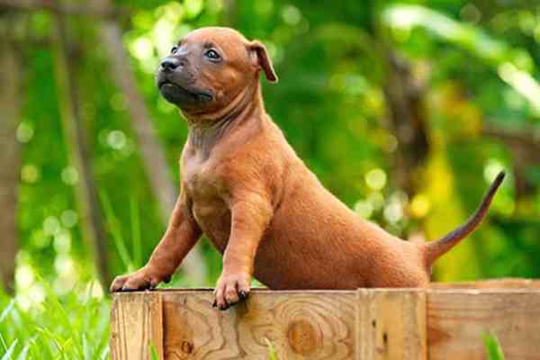 Dog Grooming _ Medium Breed