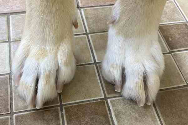 Dog Nail Trimming and Paw Care