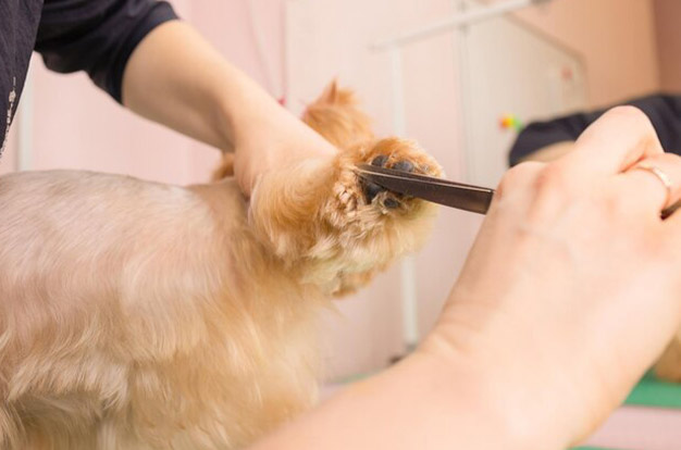 Full Kitten Grooming - Nail Trimming