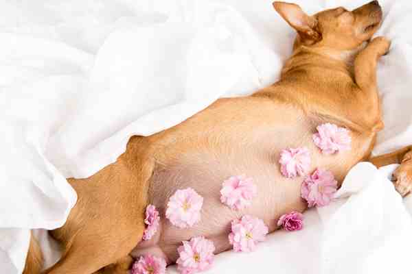 Dog Ticks and Fleas Treatment - Pregnant Dogs