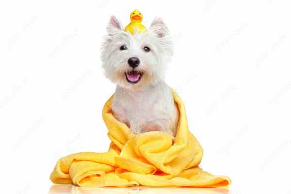Dog Grooming - Bathing and Drying
