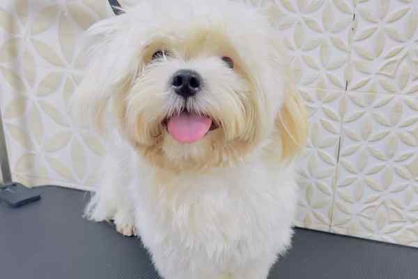 Small Breed Before Full Grooming