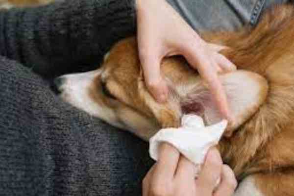 Dog Grooming- Ear Cleaning