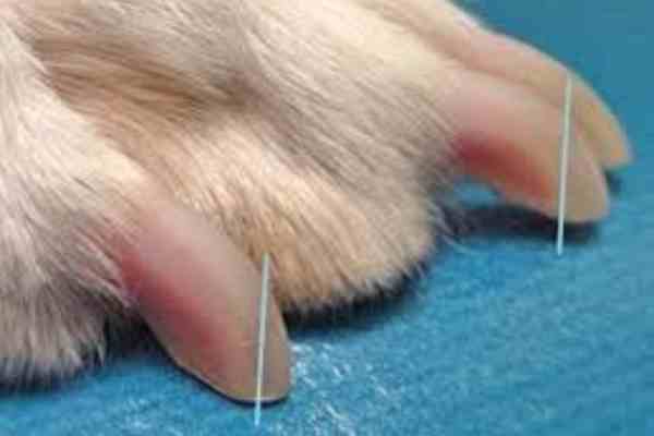 Dog Grooming-Nail Trimming