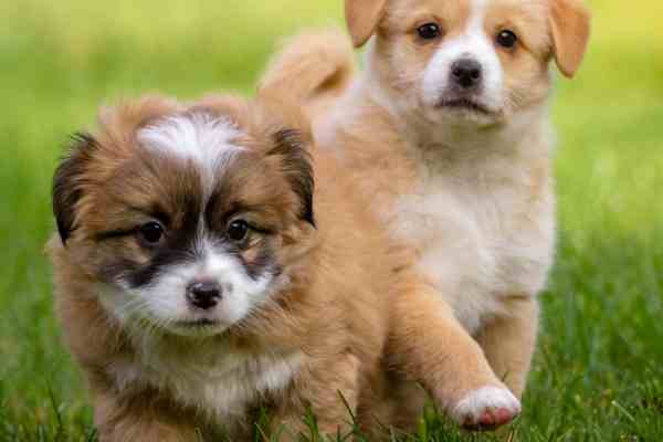 Dog Ticks and Fleas Treatment - Specialized treatment