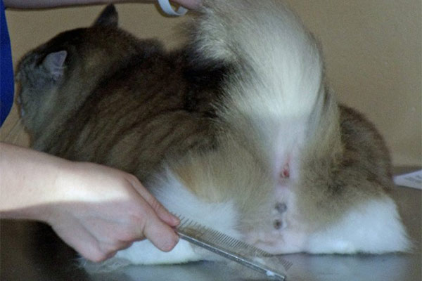 Cat Grooming - Sanitary Trimming