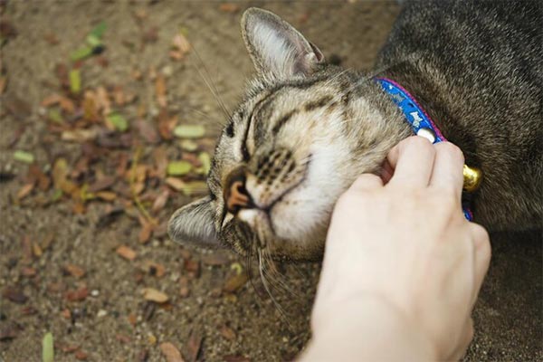 Cat Tick and Flea Treatment - Assessment