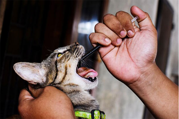 Cat Tick and Flea Treatment - Topical applications