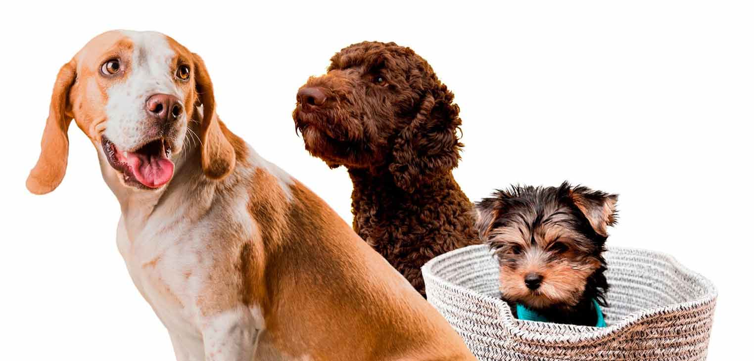 VetPips Dog Grooming