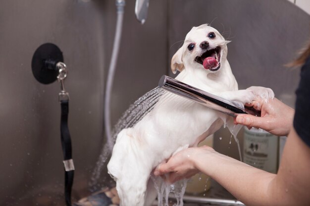 Dog Grooming - Bathing