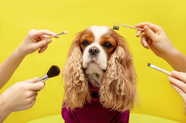 Dog Grooming - Brushing
