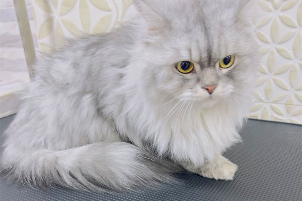 Cat Grooming Services