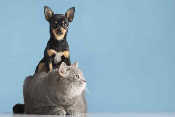 pet story Pet Grooming Services