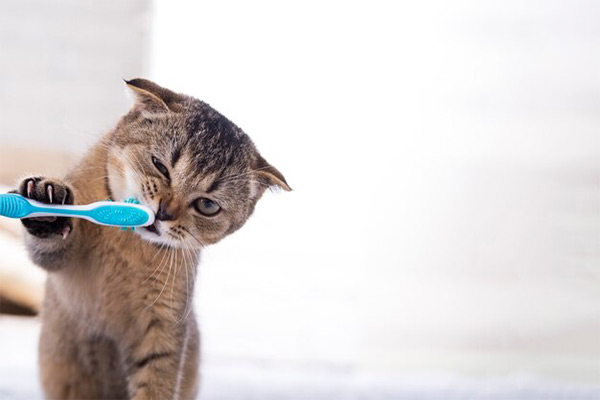Cat Grooming - Teeth Brushing