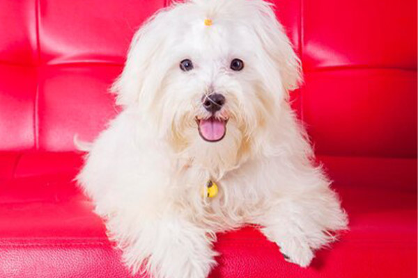 Hypoallergenic Dog – Bichon Frise