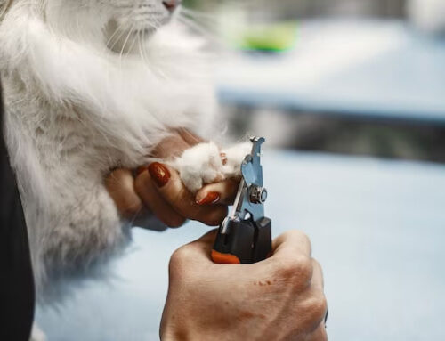 Cat Nail Trimming Tips – Do’s and Dont’s
