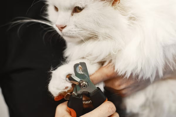 Cat Nail Trimming Cat Nail Trimming