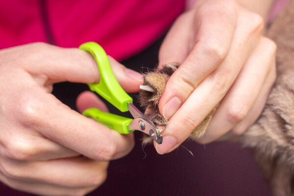 Cat Nail Trimming Cat Nail Trimming