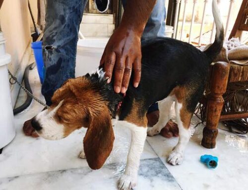 Mastering the Art of Dog Shedding with Pawsome Tips