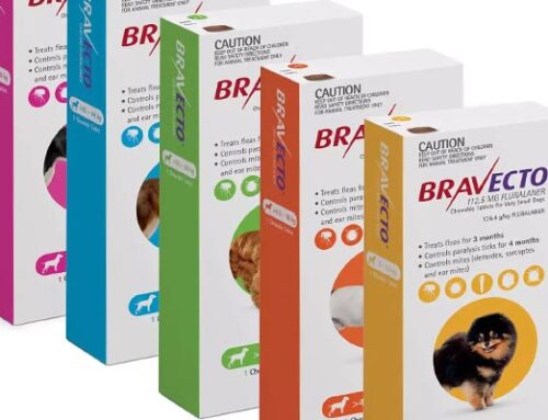 6 Dog Pest Control Tips